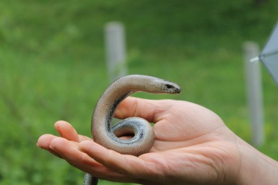 Anguis fragilis